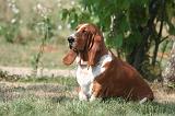 BASSET HOUND 190